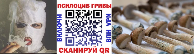 mega как зайти  как найти   Кинель  Псилоцибиновые грибы MAGIC MUSHROOMS 